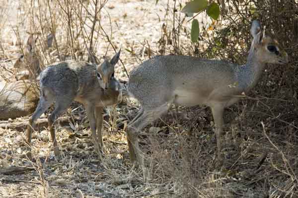 Antílope Dik Dik - parque nacional lago Manyara - Tanzania 2.jpg